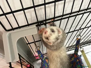 English rabbits Ferret - Advert 1