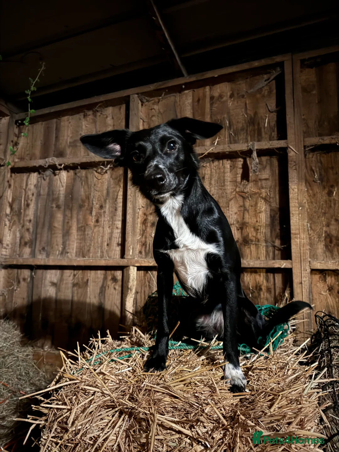 Mixed Breed dogs for sale: Collie x Cocker spaniel  - Advert 7