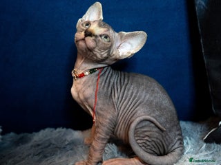 Sphynx cats 🌟 Stunning Sphynx & Elf Kittens - Advert 4