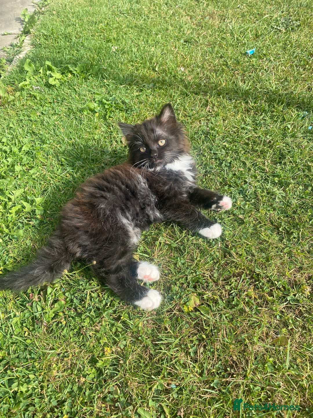 British Shorthair cats for sale: Gorgeous British shorthair kittens  - Image 2