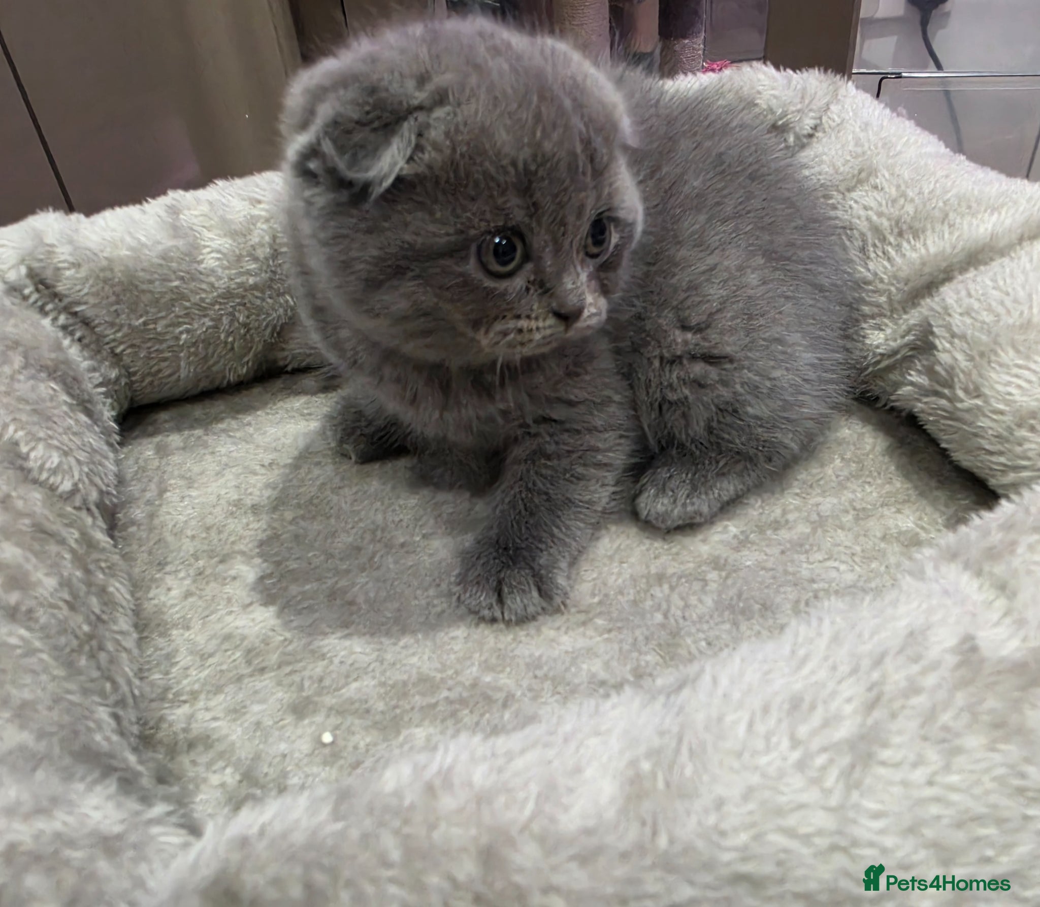 Scottish Fold cats 4 kittens  - Advert 1