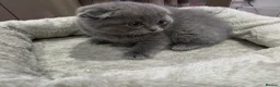 Scottish Fold cats for sale: 4 kittens  in Southend-on-Sea - Advert 1