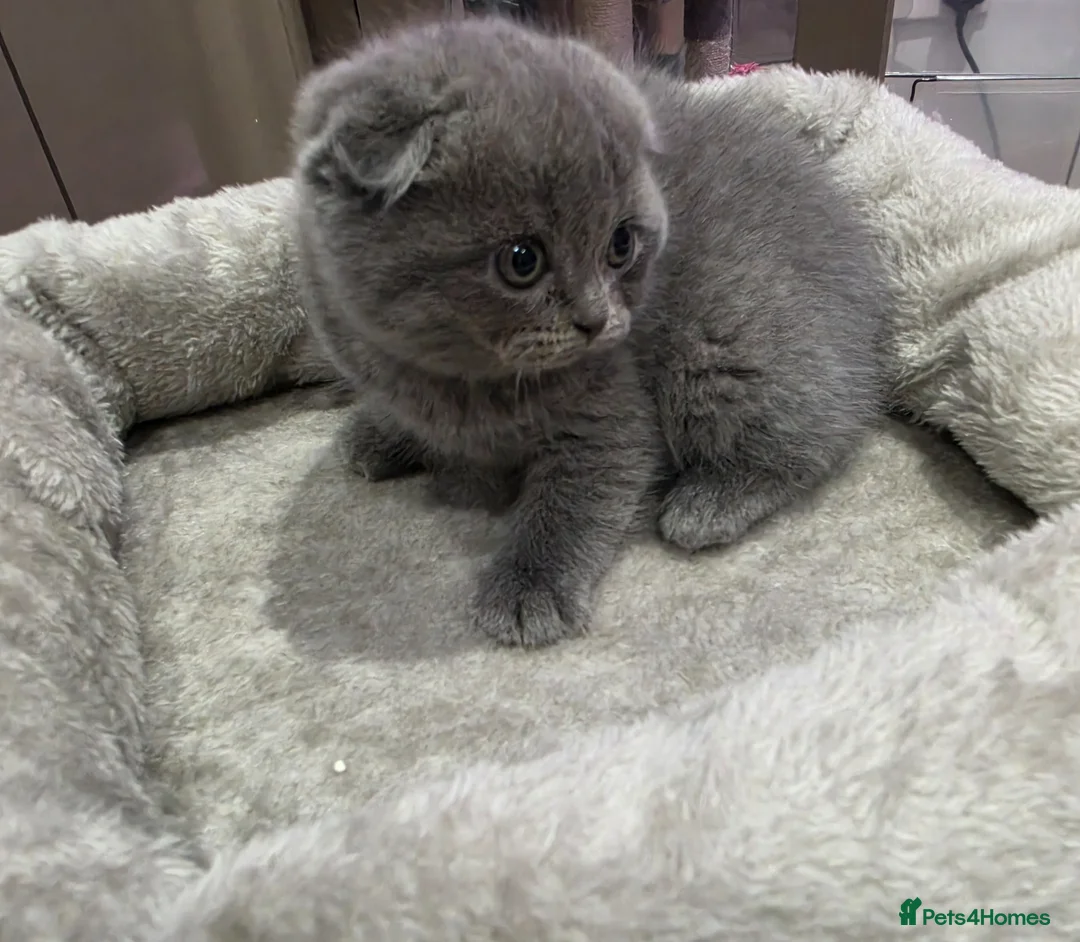 Scottish Fold cats for sale: 4 kittens  in Southend-on-Sea - Advert 1
