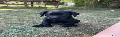 Labrador Retriever 1