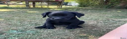 Labrador Retriever dogs for sale: Working bred lab puppies  in Ipswich - Advert 1