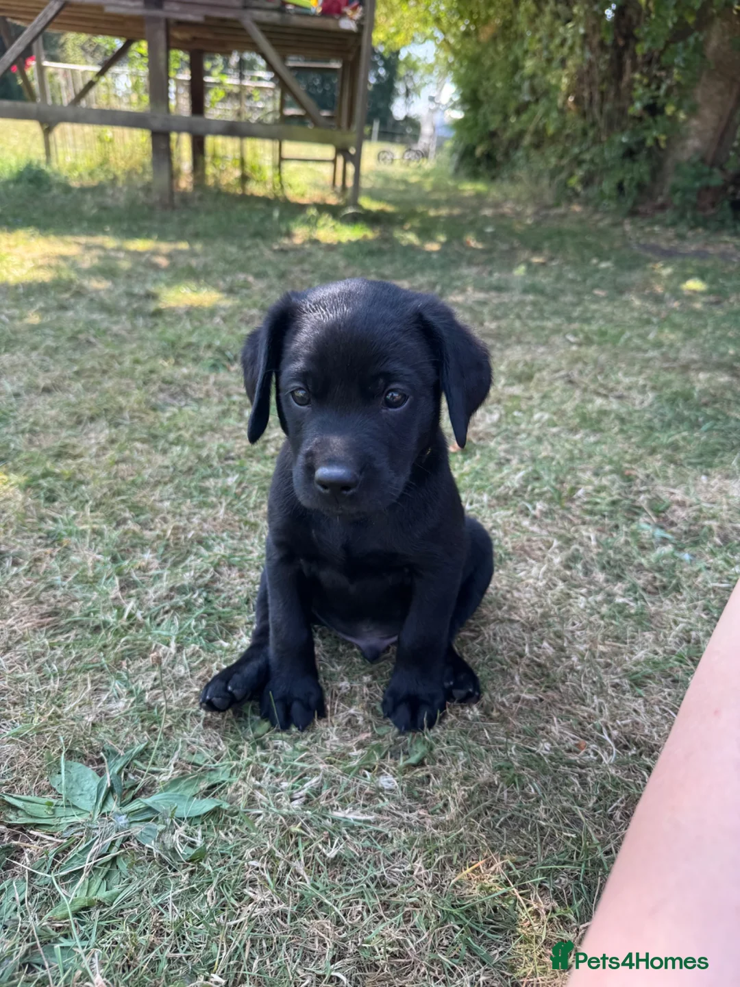 Labrador Retriever dogs for sale: Working bred lab puppies  in Ipswich - Advert 1
