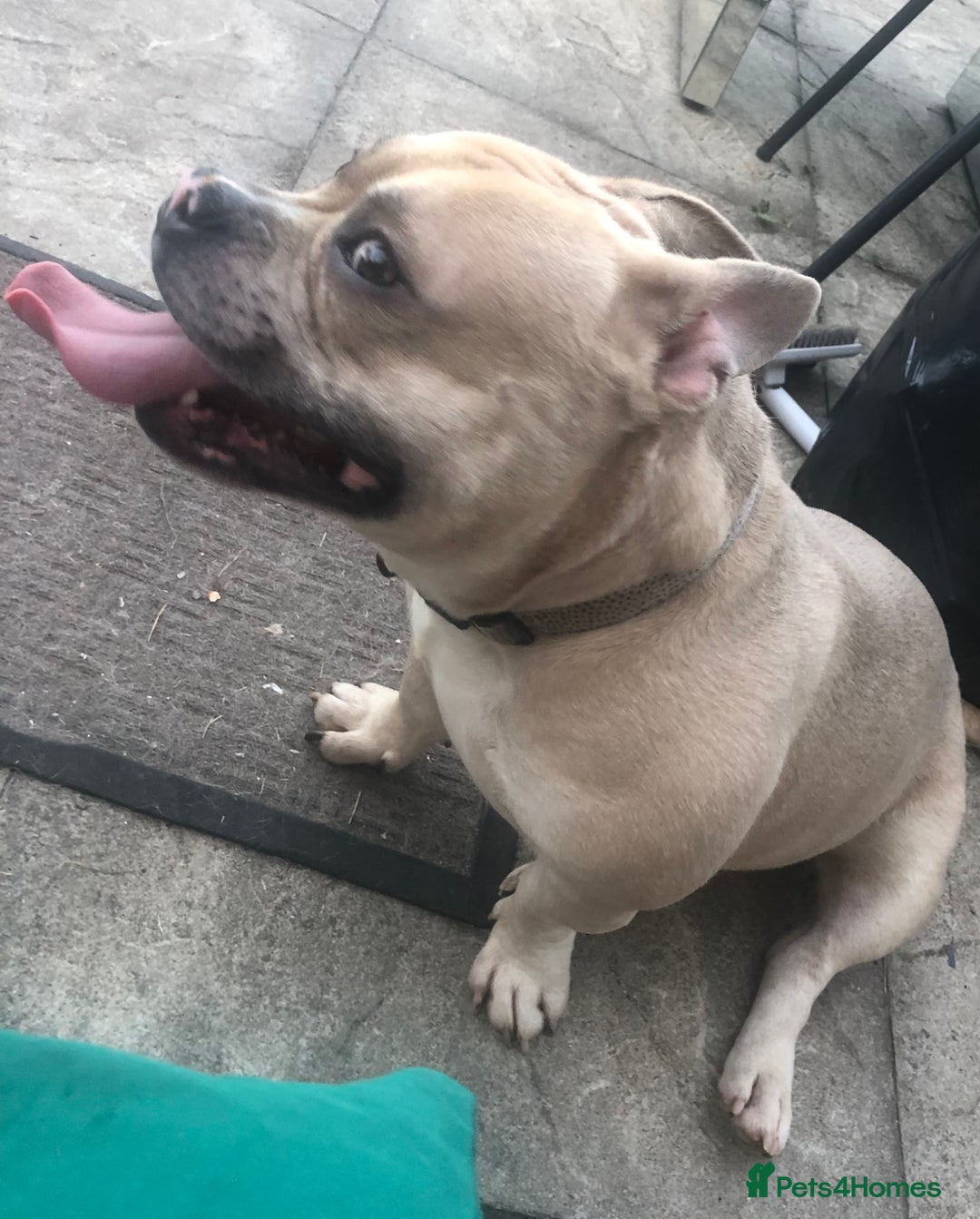 American Bully dogs for sale: Handsome boy - Image 3