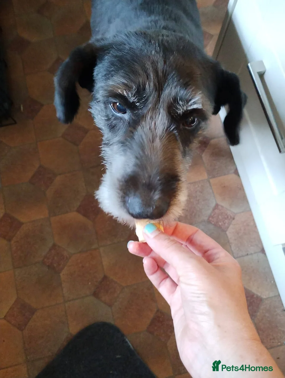 Mixed Breed dogs for adoption: Meet Paige, currently residing in West Midlands in Stourbridge - Advert 8