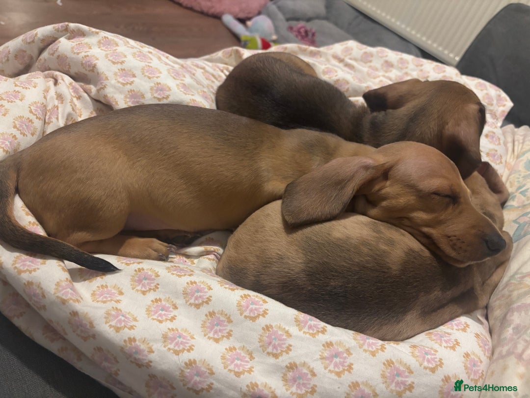 Miniature Dachshund dogs for sale: **READY TO GO NOW** Miniature dachshund puppies!  - Advert 12