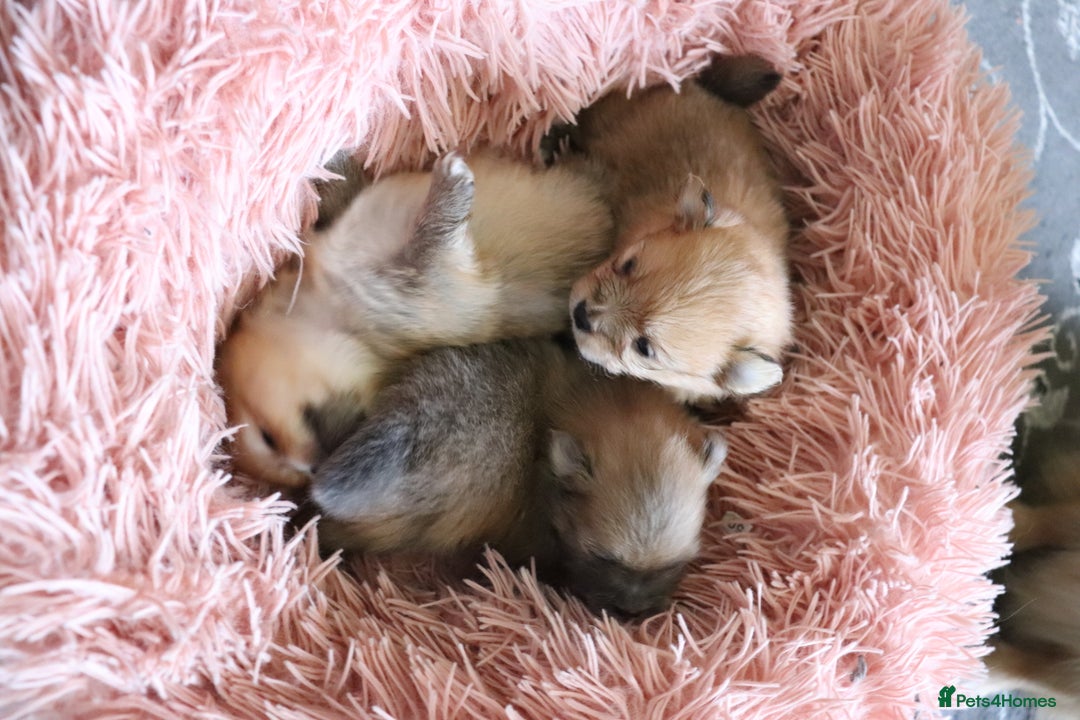 Pomeranian dogs for sale: Purebred Pomeranian Pups Raised with Love in LDN - Image 6