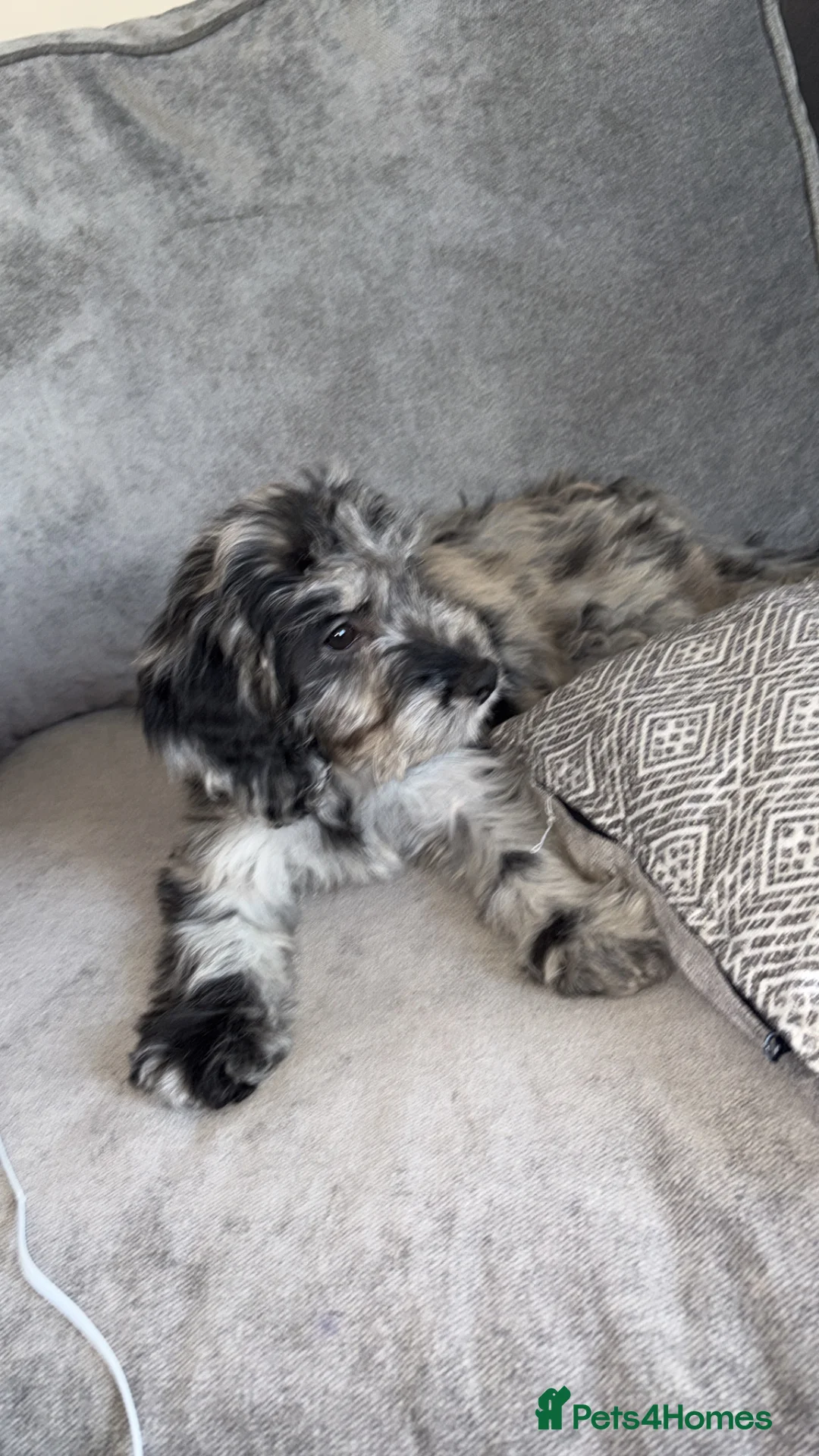 Cockapoo dogs for sale: Mimiii - Advert 3