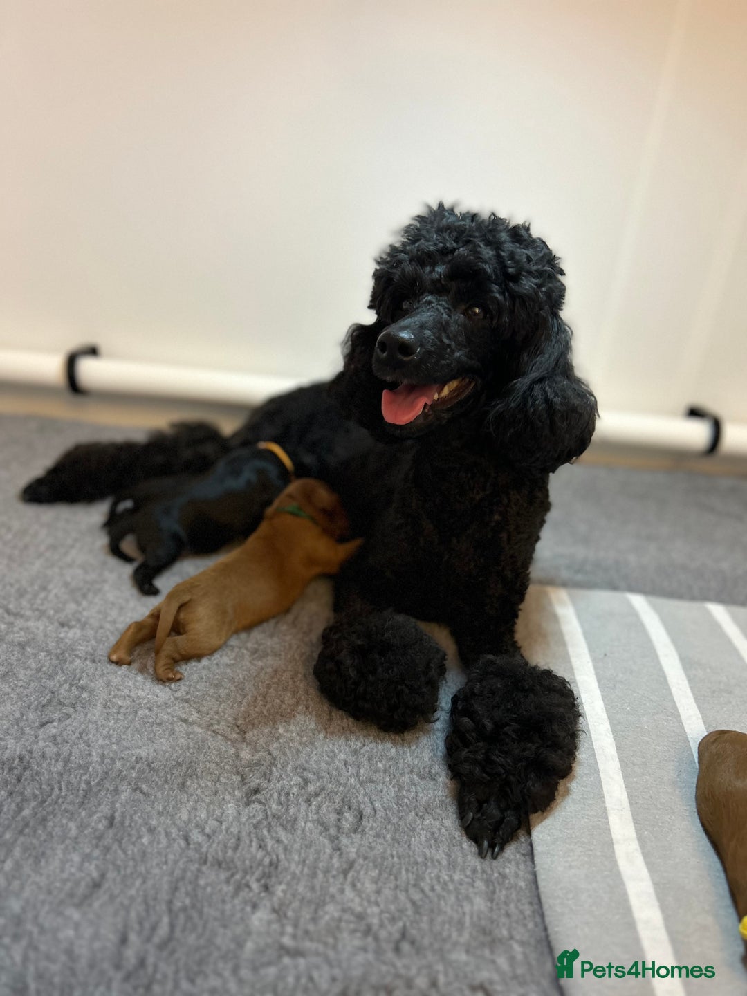 Cavapoo dogs for sale: Extensively Health Tested Cavapoo Pups - List Open - Advert 4