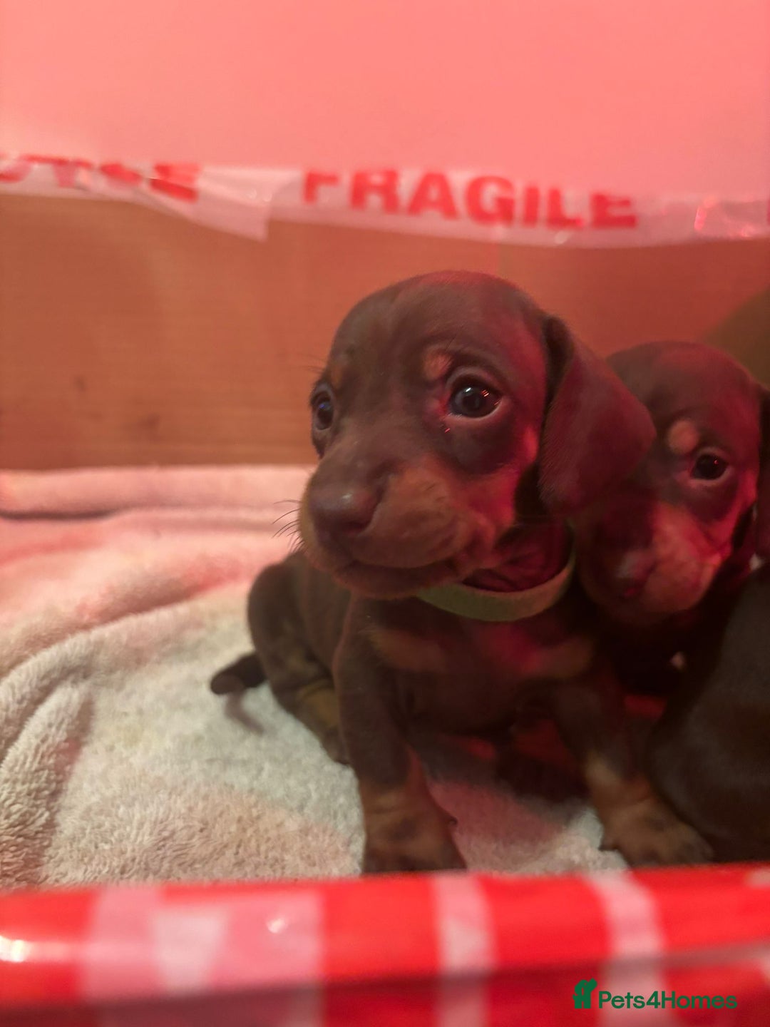 Dachshund dogs for sale: READY FOR NEW HOME 🐶 - Advert 14