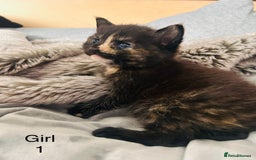 Domestic Shorthair cats for sale: Girl 1 left ❤️😻❤️ 7wks and ready to leave  - Image 6
