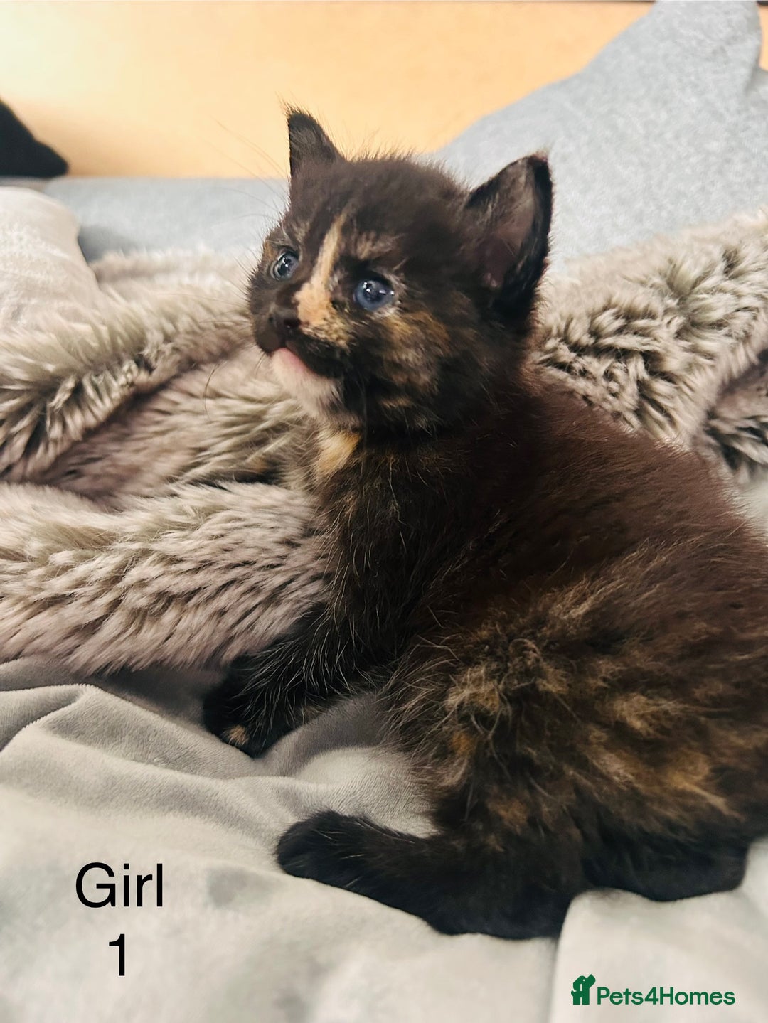 Domestic Shorthair cats for sale: Girl 1 left ❤️😻❤️ 7wks and ready to leave  - Image 6