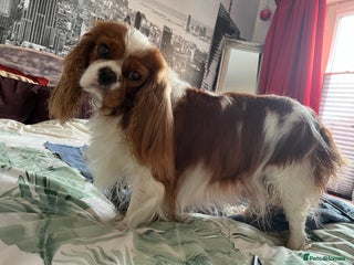 Cavalier King Charles Spaniel dogs 2 amazing girls Cavalier King Charles Spaniels - Advert 3