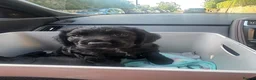 Cocker Spaniel dogs for sale: KC Registered Cocker Spaniel Puppies  - Advert 2