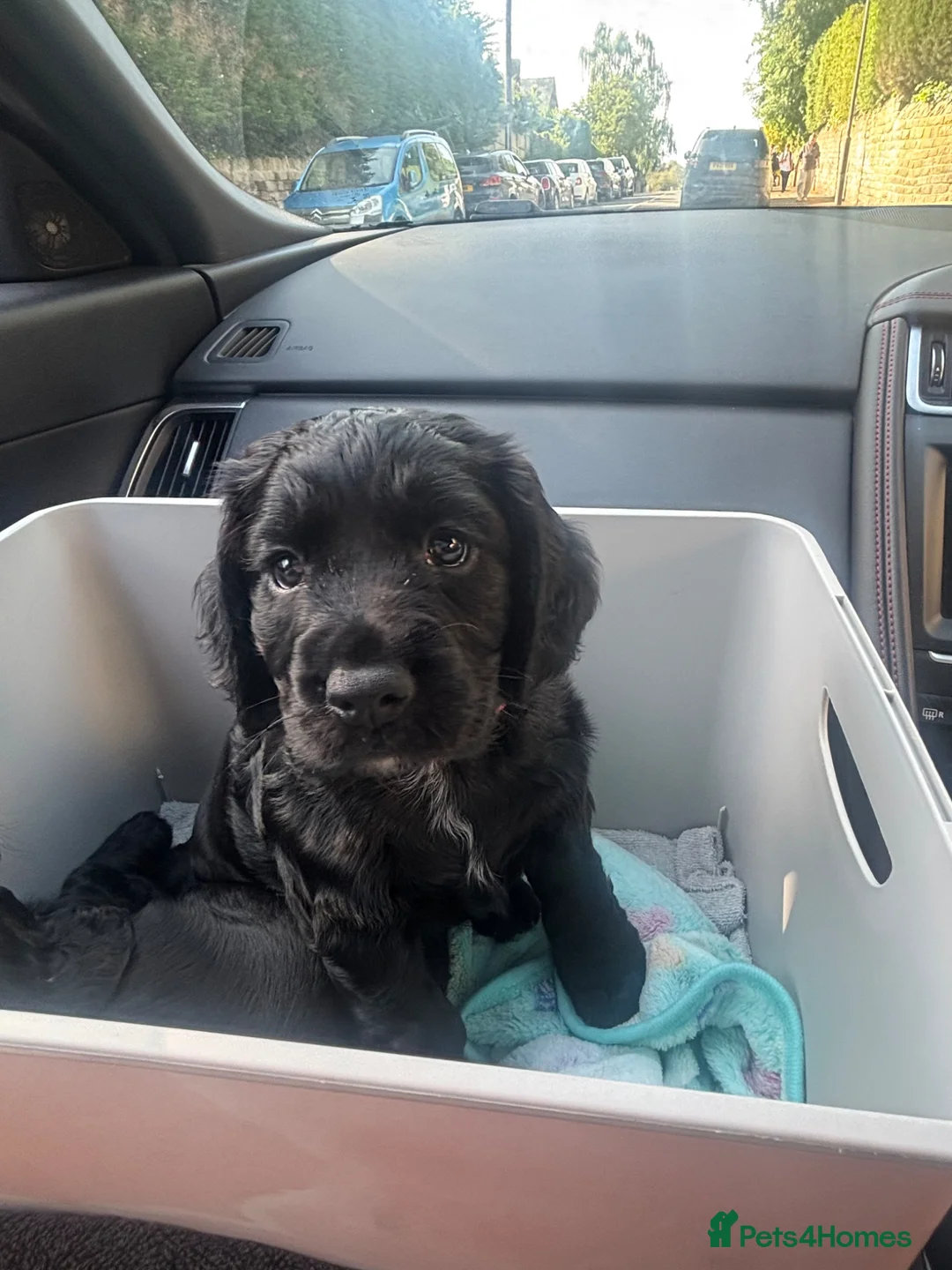 Cocker Spaniel dogs for sale: KC Registered Cocker Spaniel Puppies  - Advert 2