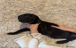 Cane Corso dogs for sale: Beautiful Litter Of Cane Corso Puppys - Image 32
