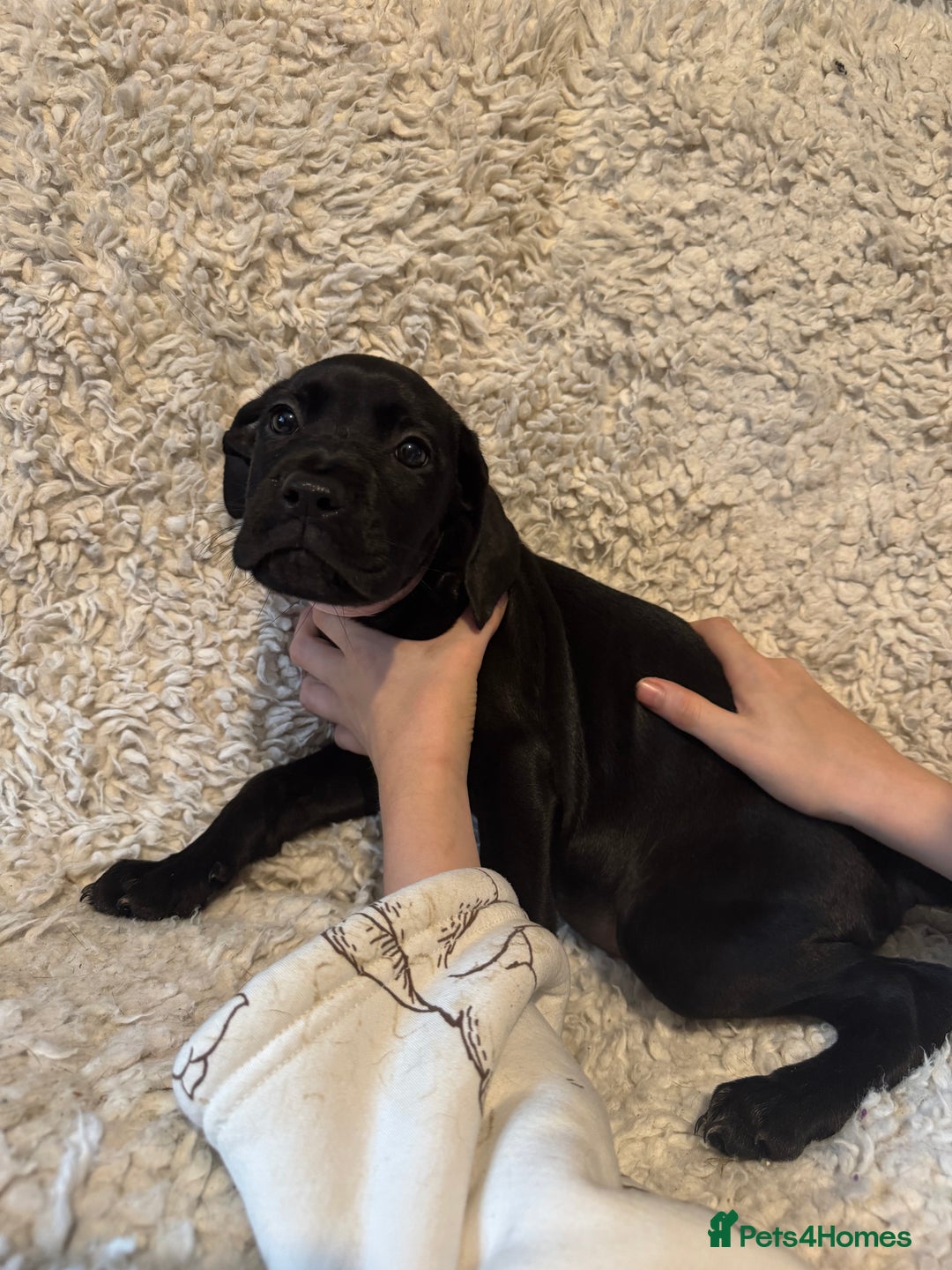 Cane Corso dogs for sale: Beautiful Litter Of Cane Corso Puppys - Image 32