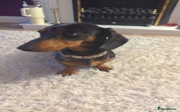 Miniature Dachshund dogs for sale: Miniature Dachshund for Rehoming - Image 2
