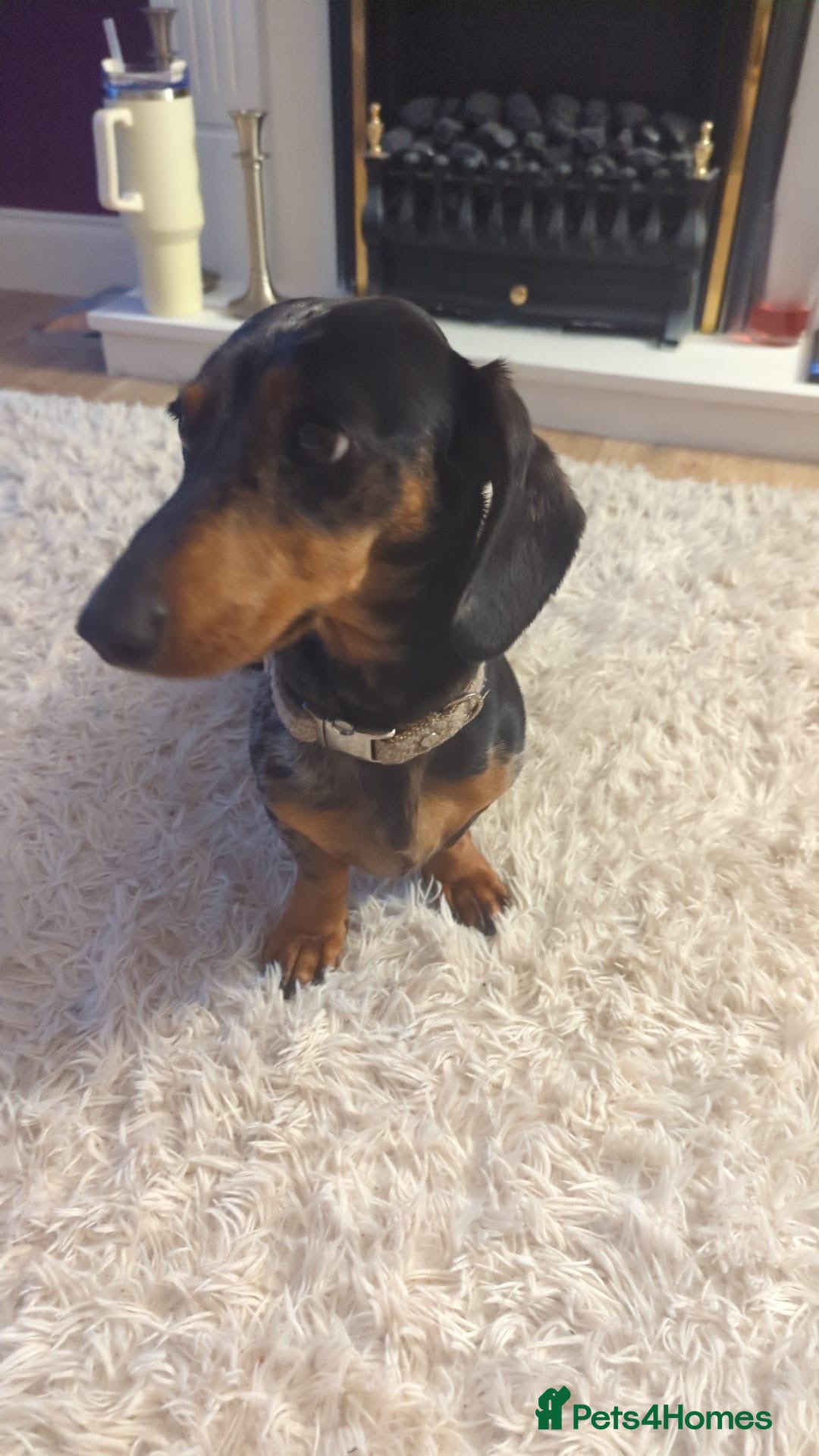Miniature Dachshund dogs for sale: Miniature Dachshund for Rehoming - Image 2
