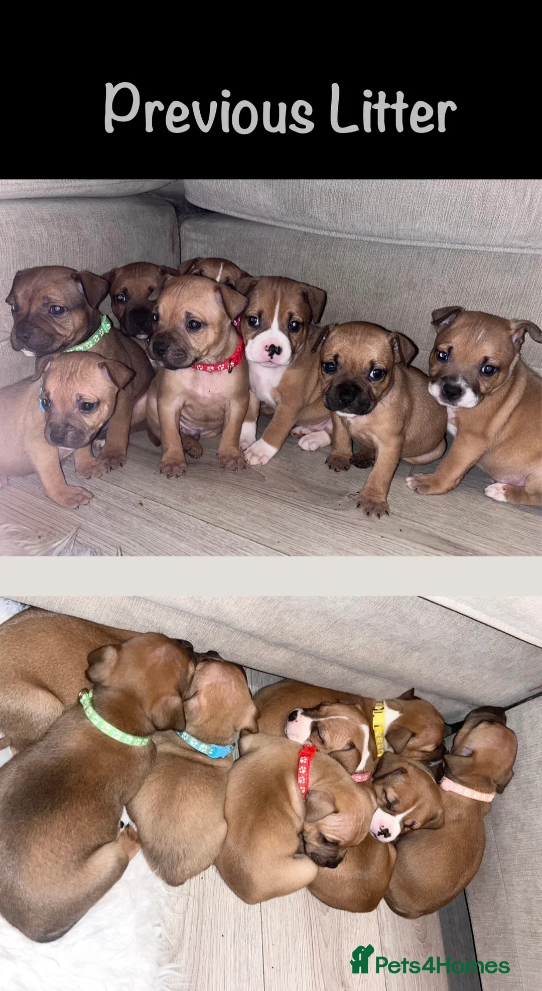 Staffordshire Bull Terrier dogs for sale: STUNNING RED STAFFORDSHIRE BULL TERRIER PUPS - Advert 9