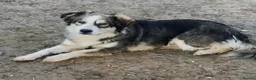 Mixed Breed dogs for sale: Sweet collie type girl - N Macedonian rescue - Advert 5