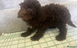 Cockapoo dogs for sale: Cockapoo puppies ready to find forever loving home - Image 6