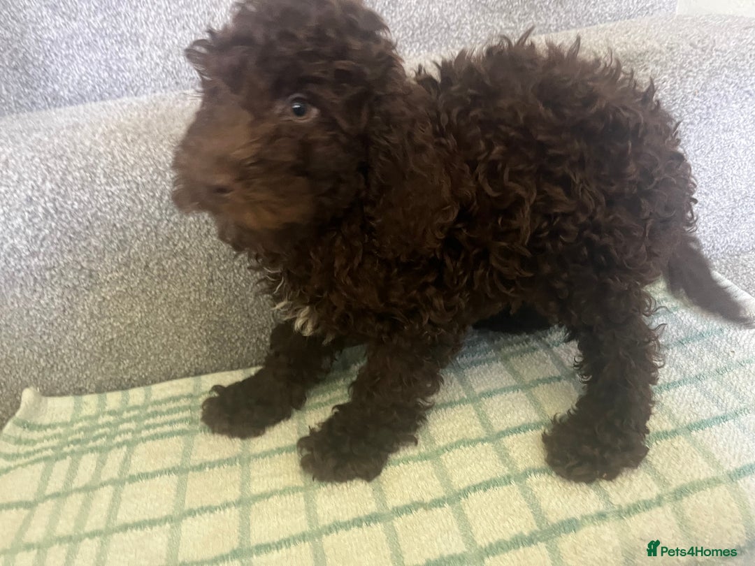 Cockapoo dogs for sale: Cockapoo puppies ready to find forever loving home - Image 6