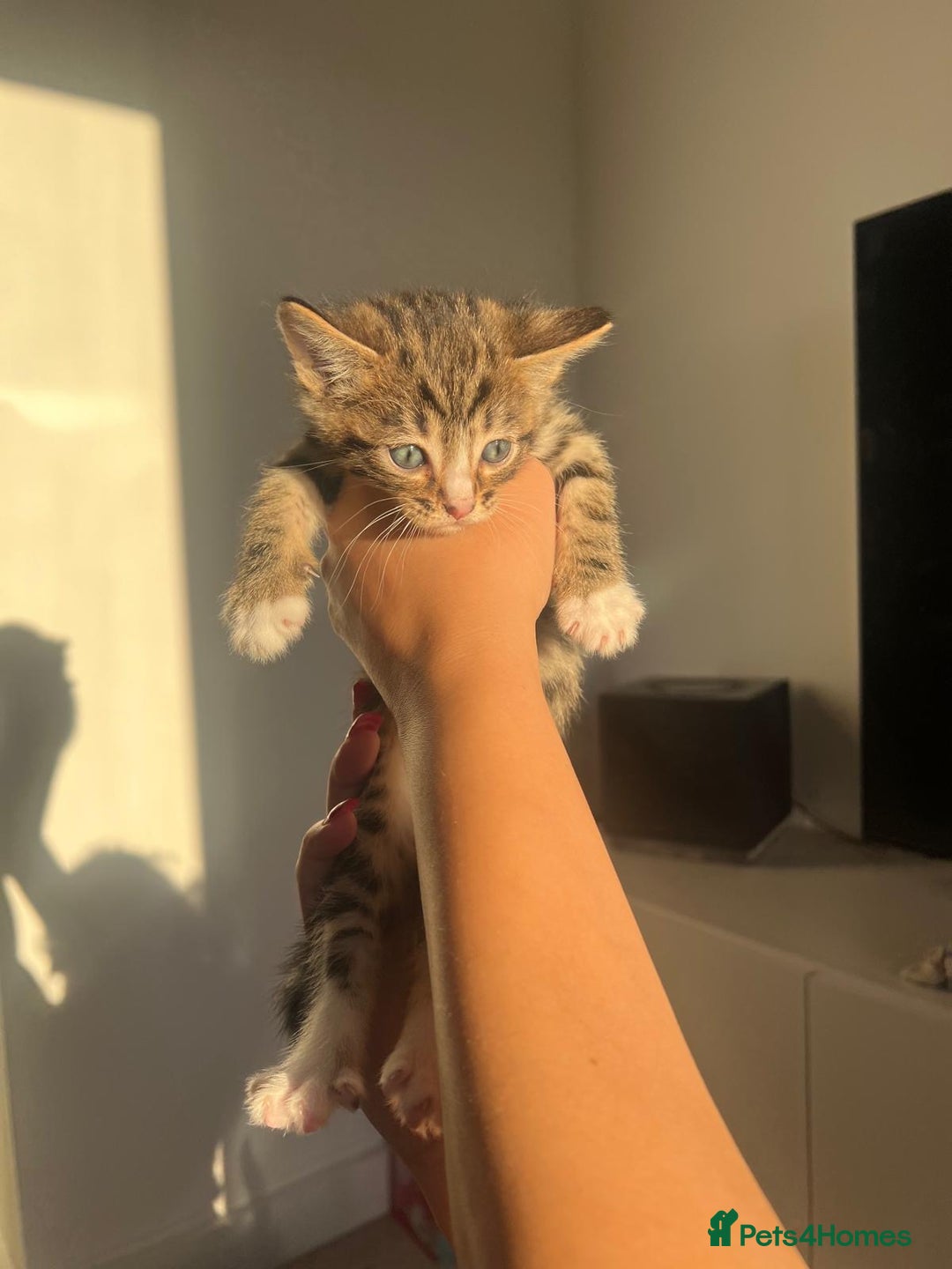 Bengal cats for sale: Beautiful Half Bengal Kittens - Advert 19