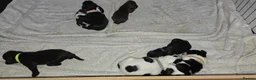 Sprocker dogs for sale: Sprocker puppies  - Advert 11