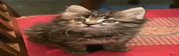 Maine Coon cats for sale: Big Strong Maine Coon Kittens - Advert 4