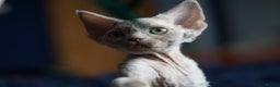 Devon Rex cats for sale: Ravel 💜male Devon Rex ( Reserved) - Advert 9