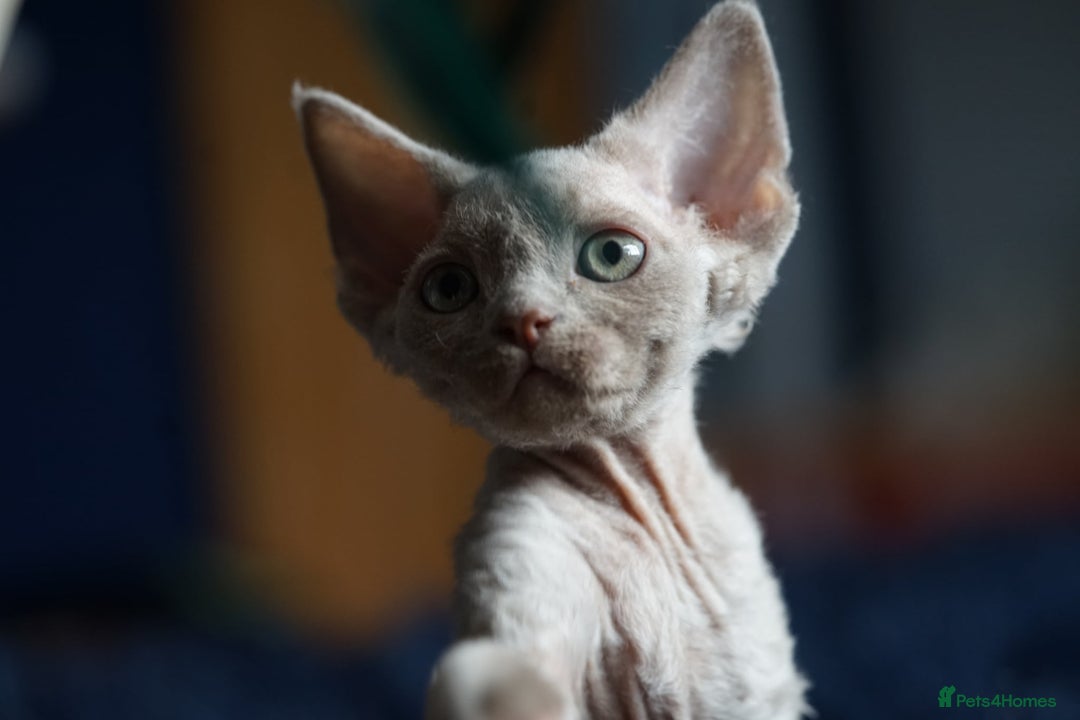Devon Rex cats for sale: Ravel 💜male Devon Rex ( Reserved) - Advert 9