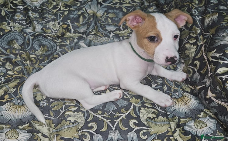 Jack Russell dogs - Advert 2