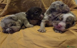 English Bulldog dogs for sale: Amazing English Bulldog Puppies - Image 6