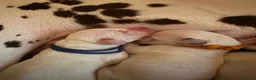 Dalmatian dogs for sale: Eagerly Awaited Litter Now Here 💫 - Advert 36