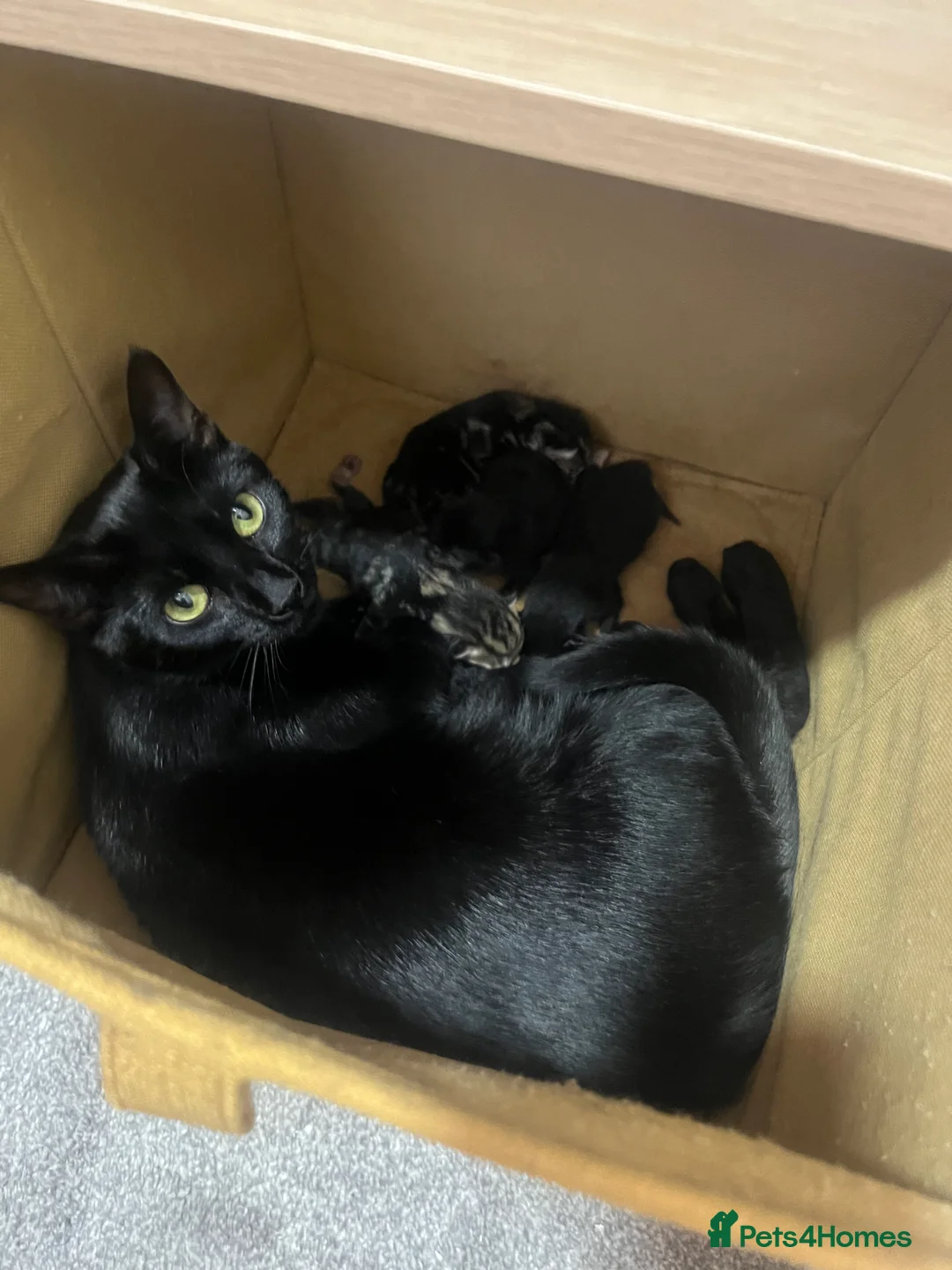 Mixed Breed cats for sale: 5 beautiful kittens forsale - Advert 1