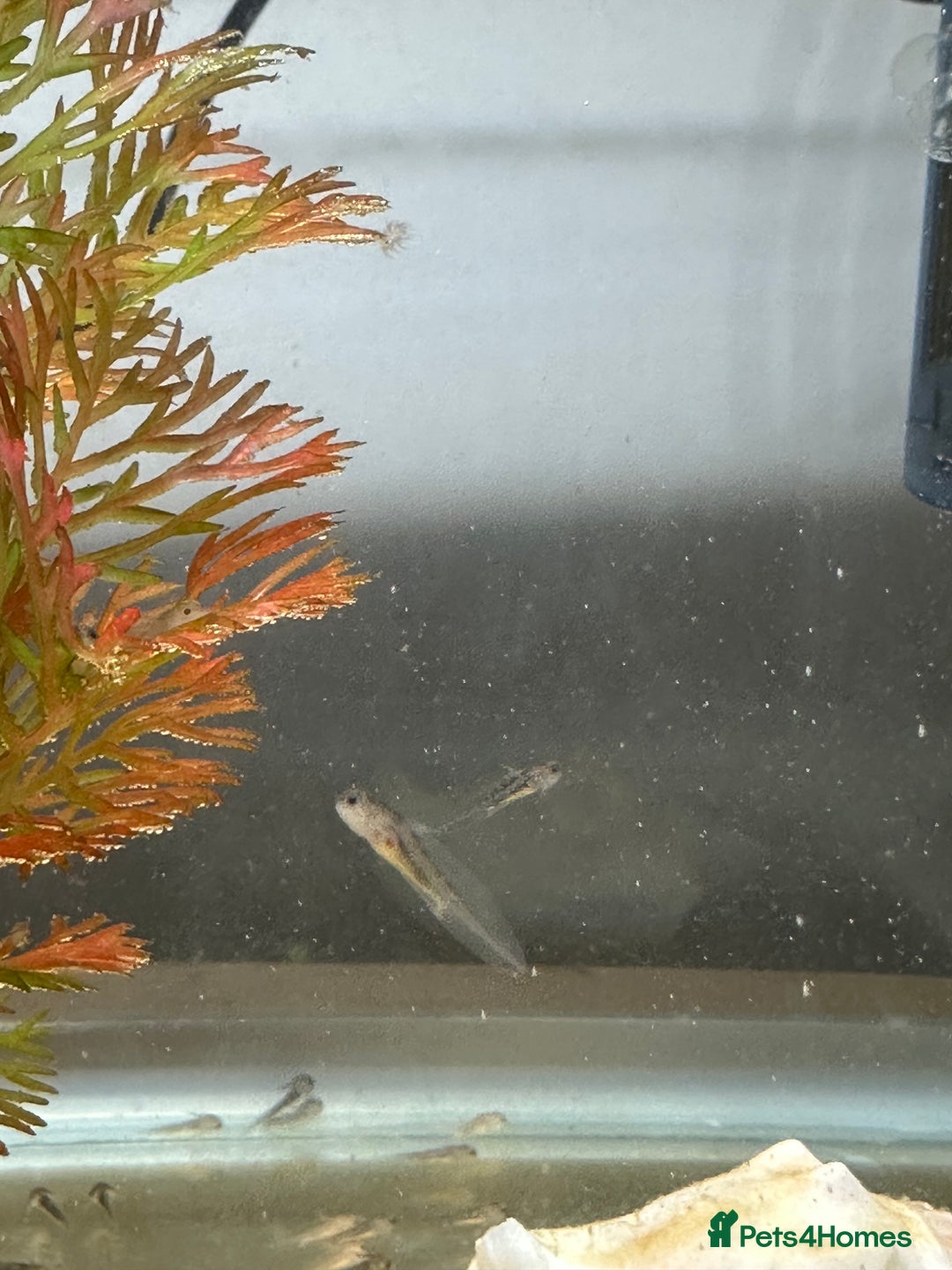 Axolotl reptiles for sale: Axolotl Copper and Wild Type - Advert 1