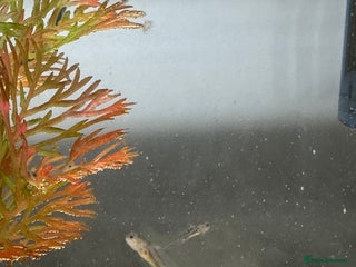 Axolotl reptiles Axolotl Copper and Wild Type - Advert 1