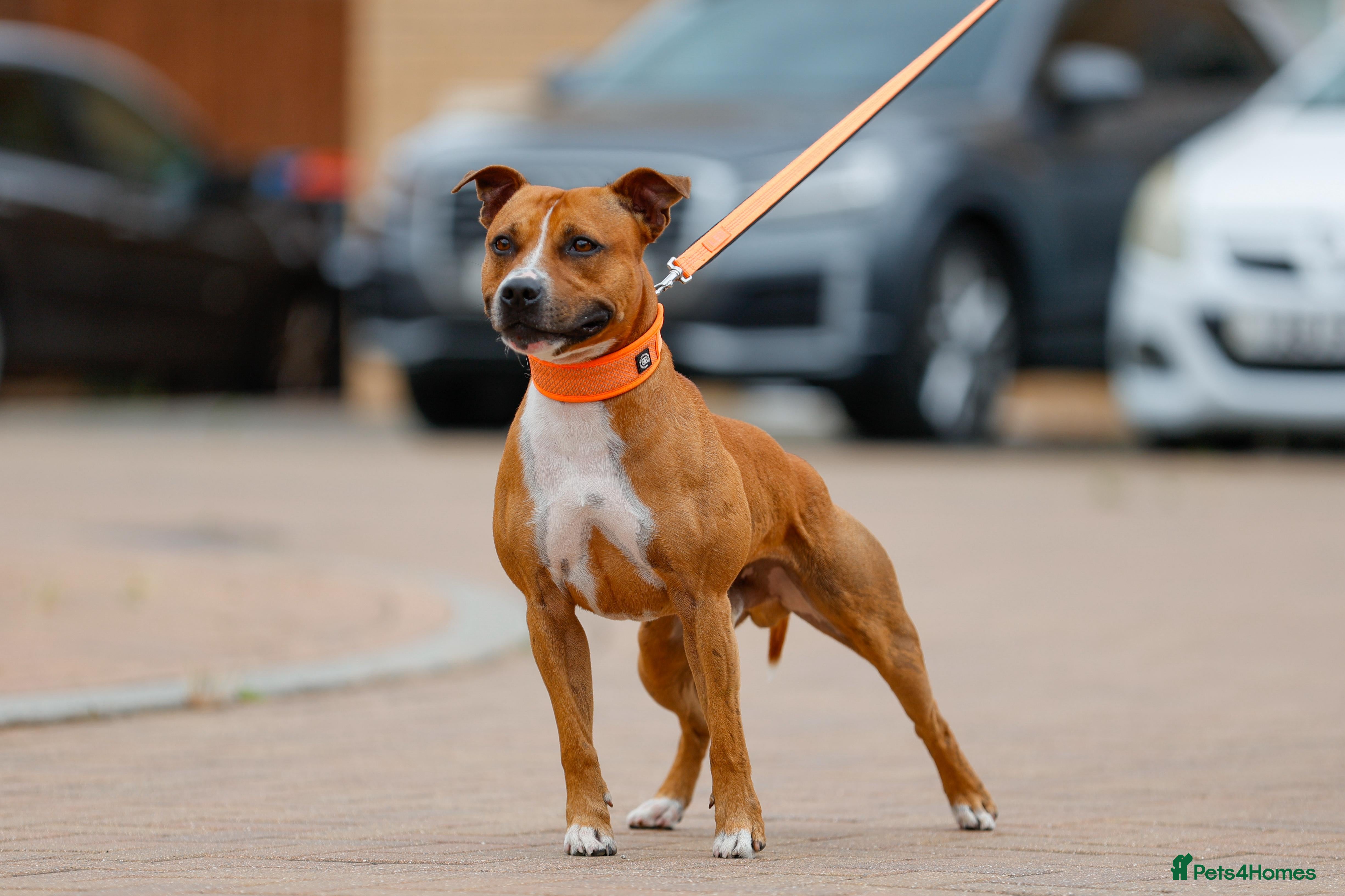 Staffordshire Bull Terrier dogs Staffordshire bull terrier stud  in Milton Keynes - Advert 18