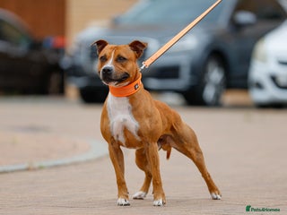 Staffordshire Bull Terrier dogs in Milton Keynes - Advert 32