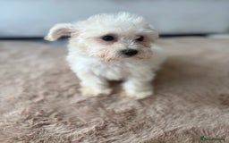 Maltipoo dogs for sale: Maltipoo boy puppy  - Image 6