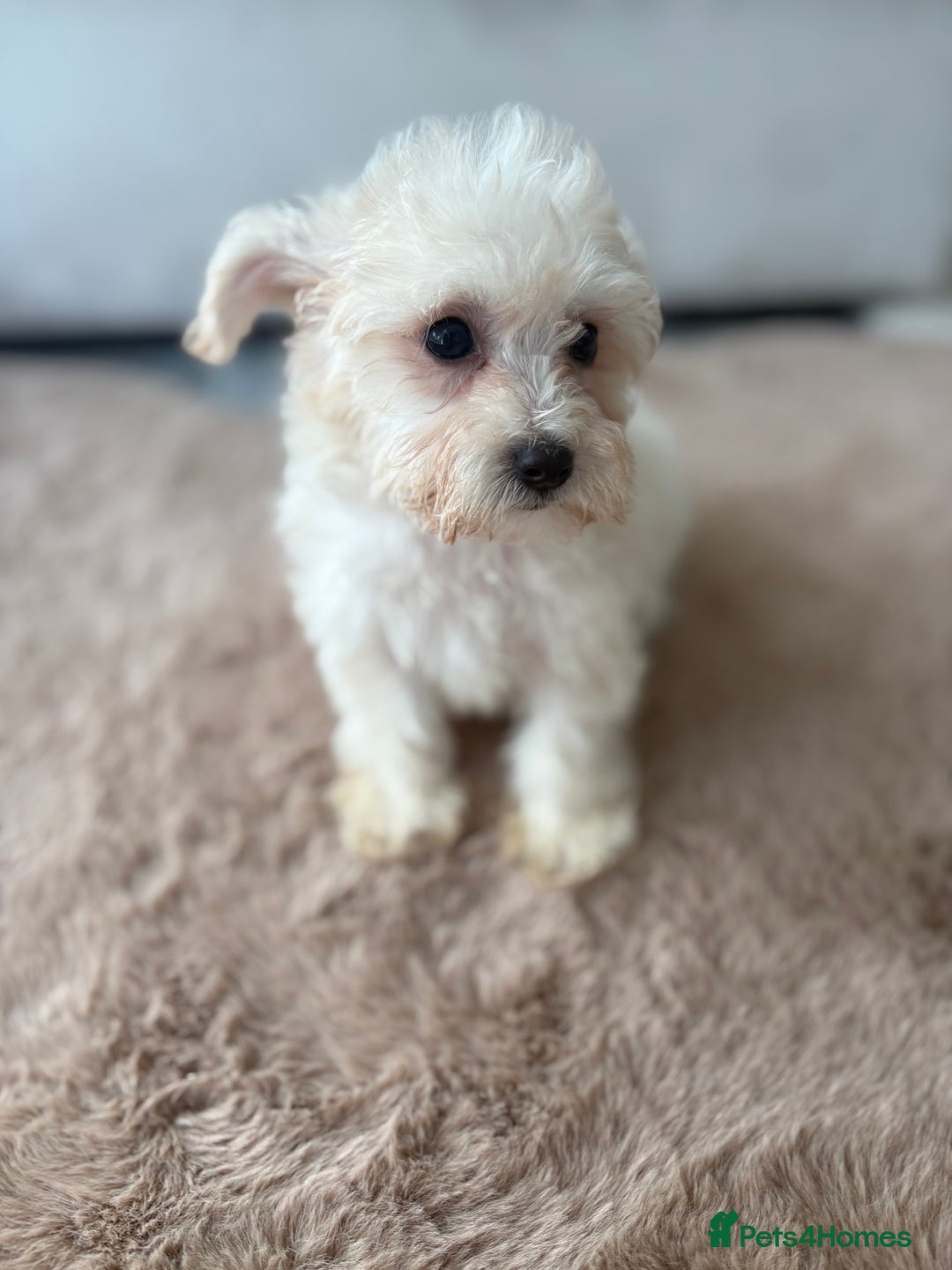 Maltipoo dogs for sale: Maltipoo boy puppy  - Image 6