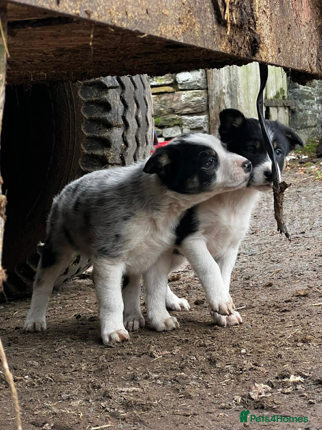 Border Collie dogs for sale: 5 Beautiful Blue Merle Border Collie Puppies - Advert 26