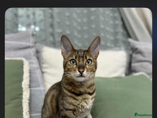 Bengal cats Sweet bengal looking for her quiet, loving home - Advert 1