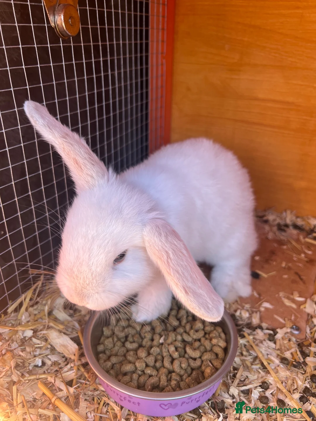 Mini Lop rabbits for sale: Baby Boy Buck rabbit  in York - Advert 1