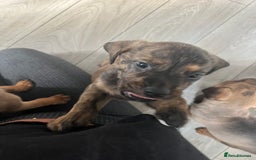 Mixed Breed dogs for sale: 10 beautiful bullweiller puppy’s  - Image 2