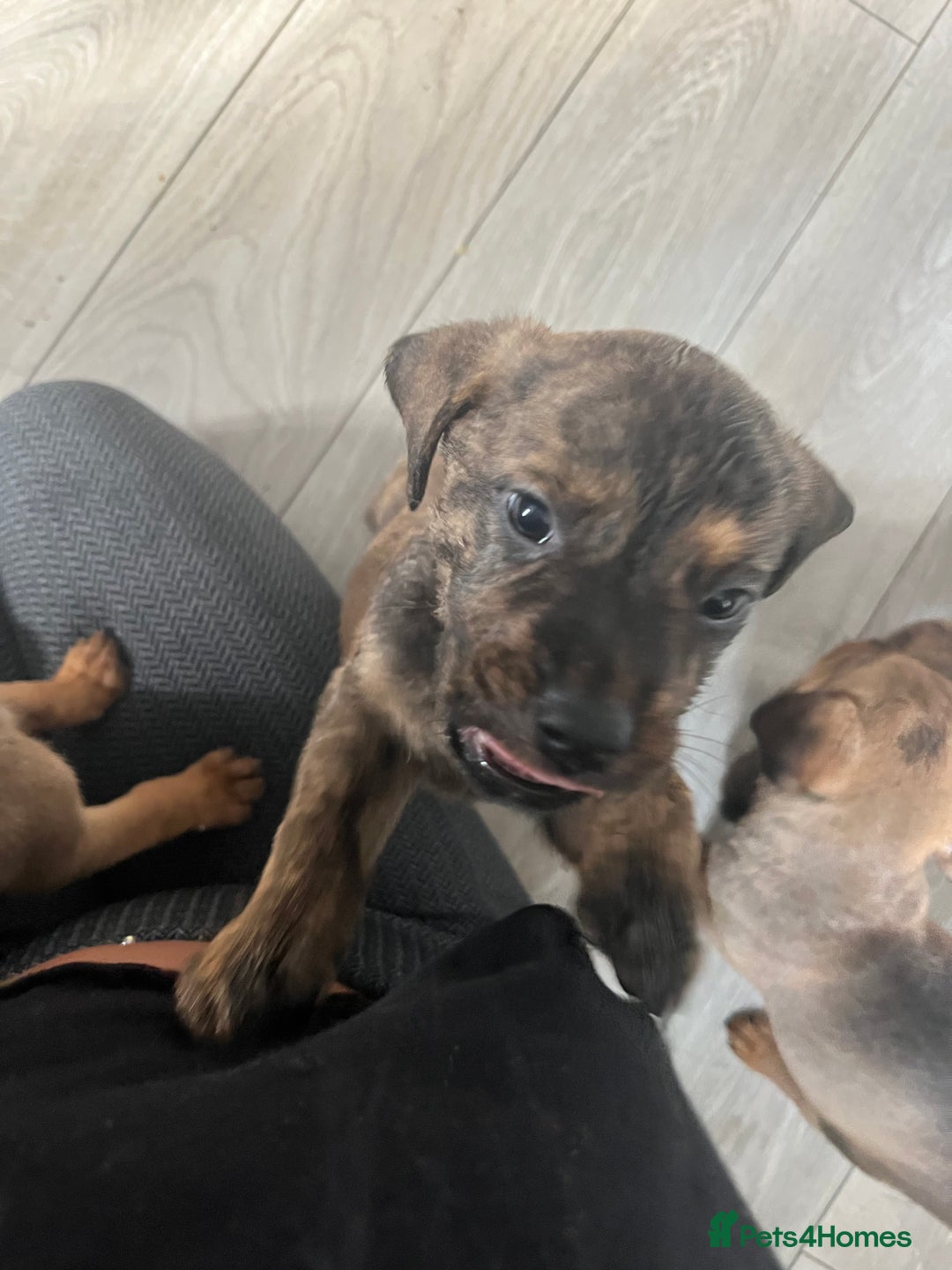 Mixed Breed dogs for sale: 10 beautiful bullweiller puppy’s  - Image 2
